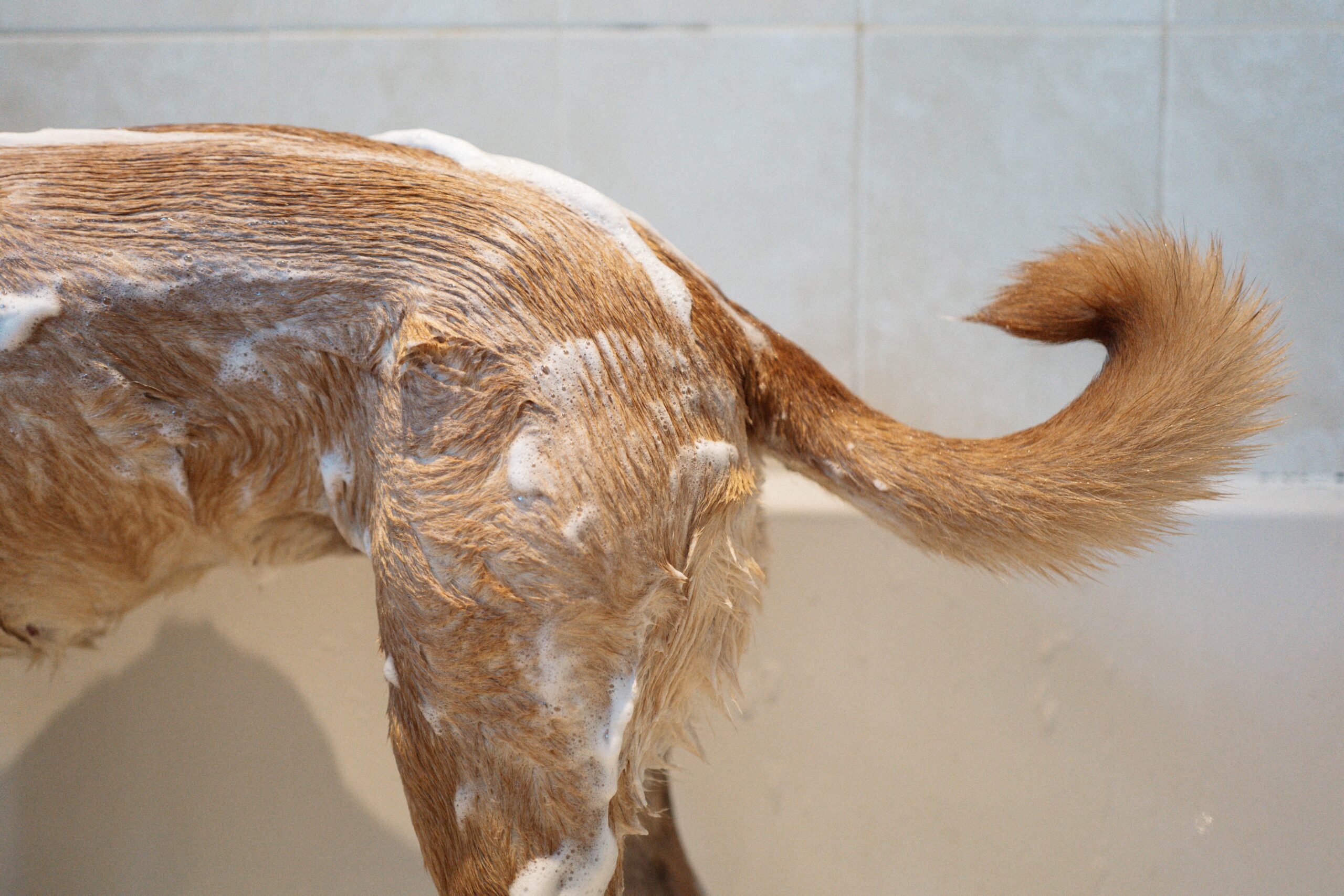 a brown dog standing next to a bath tub filled with water