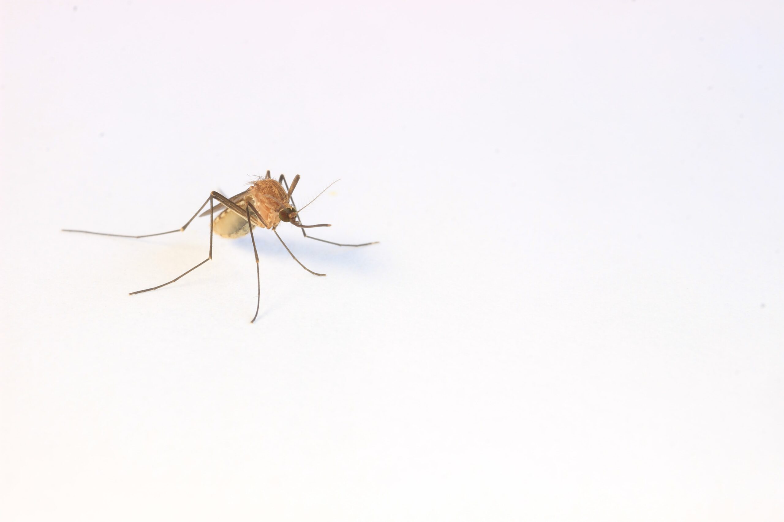 a close up of a mosquito on a white background